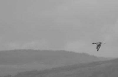 _K5A8395